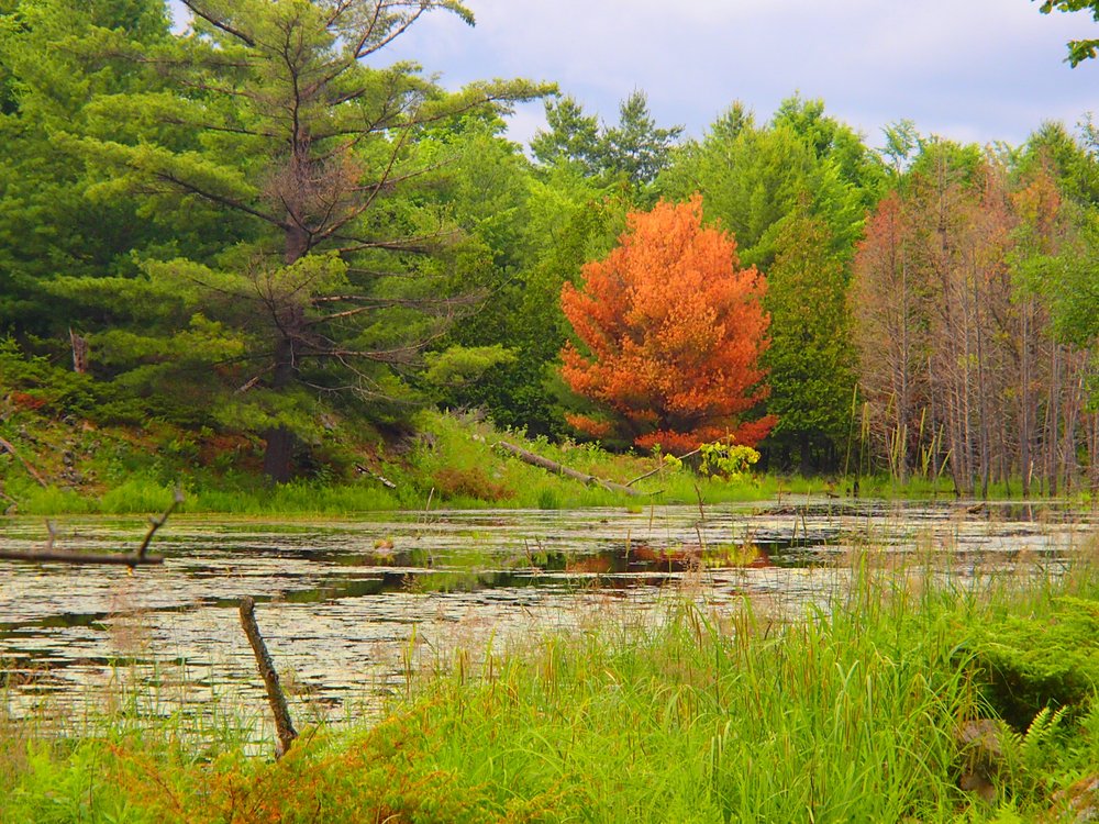 Colourful trees along the trail