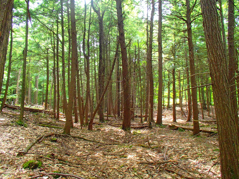 Point Trail at Murphys Point Provincial Park
