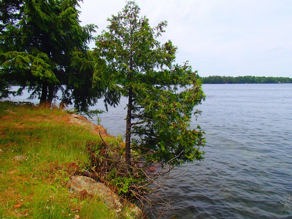 Point Trail - Murphys Point Provincial Park