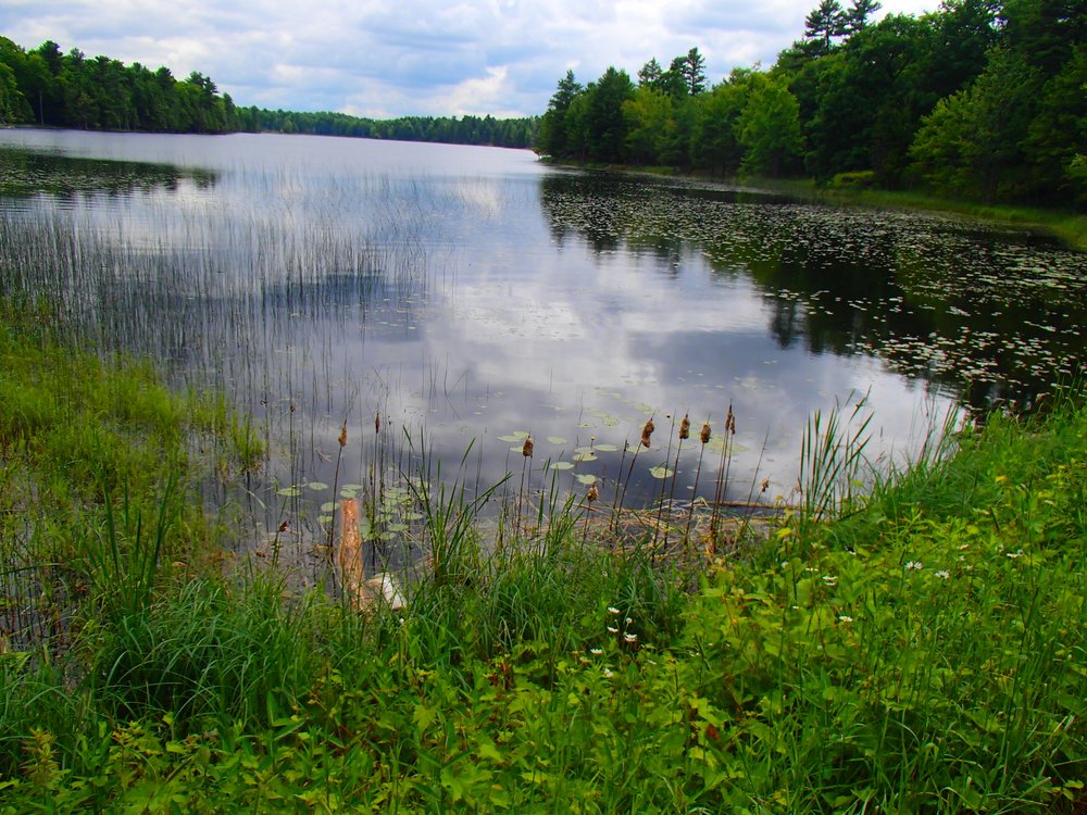 Beaver Pond at Murphys Point Park
