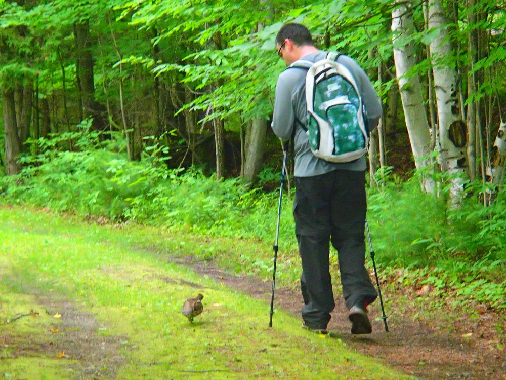 Ruffed grouse at Murphys Point Provincial Park