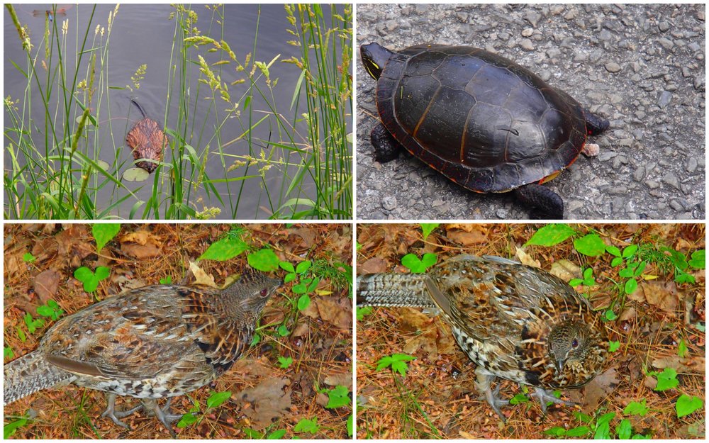 Wildlife at Murphys point provincial park