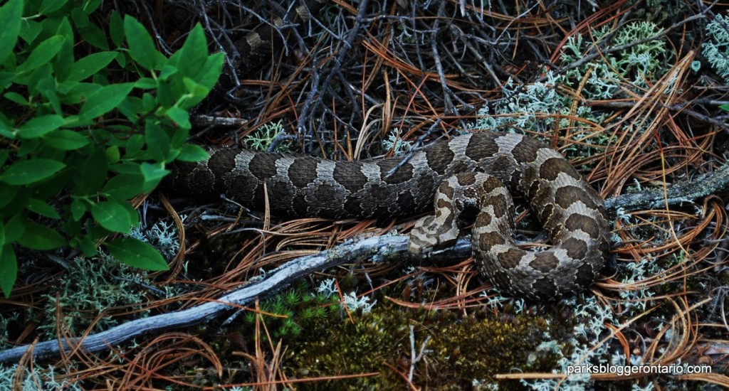 Rattle Snake at French River Provincial Park Ontario