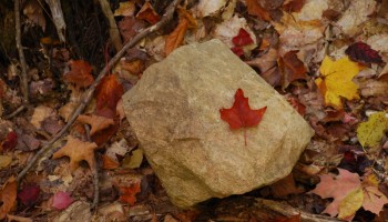 Fall colours in Algonquin Provincial Park Ontario