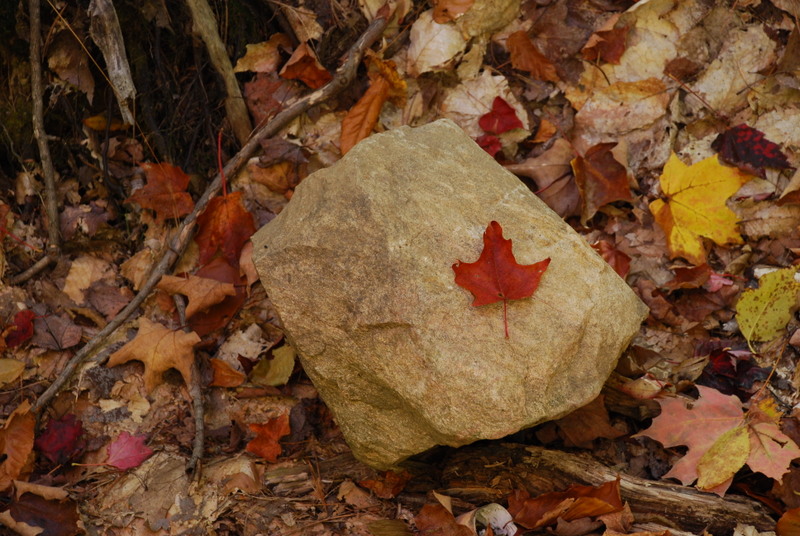 Fall colours in Algonquin Provincial Park Ontario