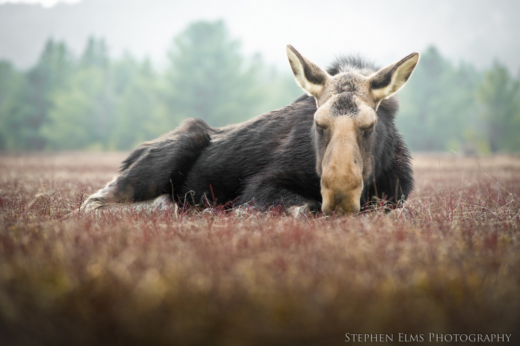 moose near Mew Lake Airfield in Algonquin Park