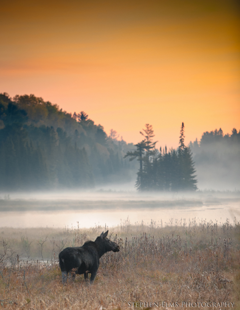 wildlife viewing - moose shot just after sunrise in Algonquin Provincial Park