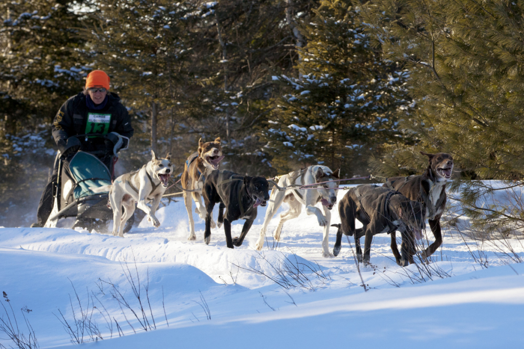 Dogsledding - Kearney near Algonquin