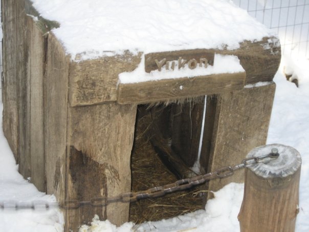 Huskie shelter