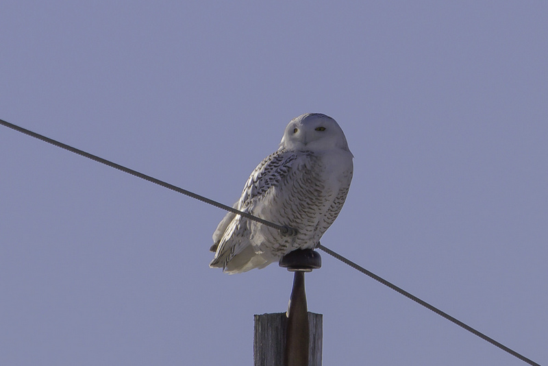 Snowy Owl - Ontario winter birding