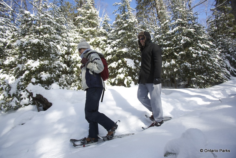 Snowshoe excursions - Algonquin - Winter in the wild festival