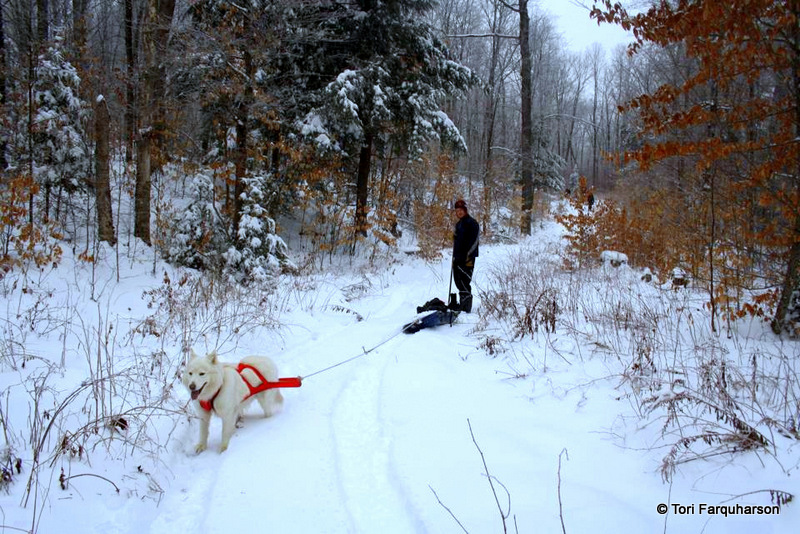 tobogganing with your dog