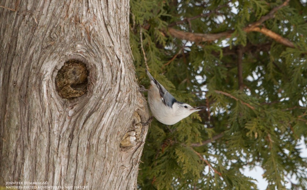 Nut Hatch - Birding at Darlington Provincial Park