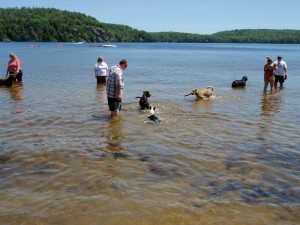 Pet friendly swimming area Bon Echo provincial park