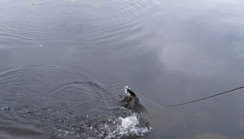 There are LOTS of Pike in these lakes. This was caught in French Lake near the camp ground. Note: Since Quetico is a wilderness class park, motorized boats and barbed fish hooks are not permitted anywhere.