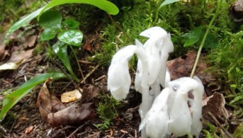 Indian Pipe (Monotropa uniflora) along the Teaching Trail in the Dawson Trail Campground