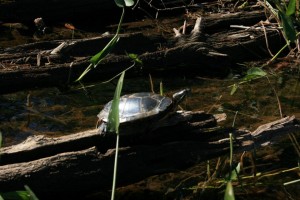 Turtle in Quetico Provincial Park