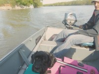 Life jackets are always a good idea for little dogs, even in shallow water