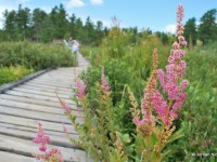 Boardwalks Take You Through Diverse Bog Ecosystems