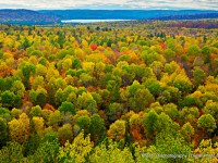 Colourful Tree Tops in Algonquin during Fall