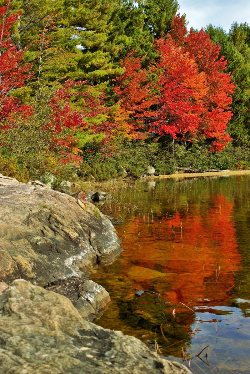 Fall colors at Grand Lake, Algonquin