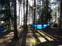 Sunlight filtering through the pine trees at Agawa Bay campground