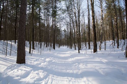 Winter hiking - Glen Major Forest and Walker Woods