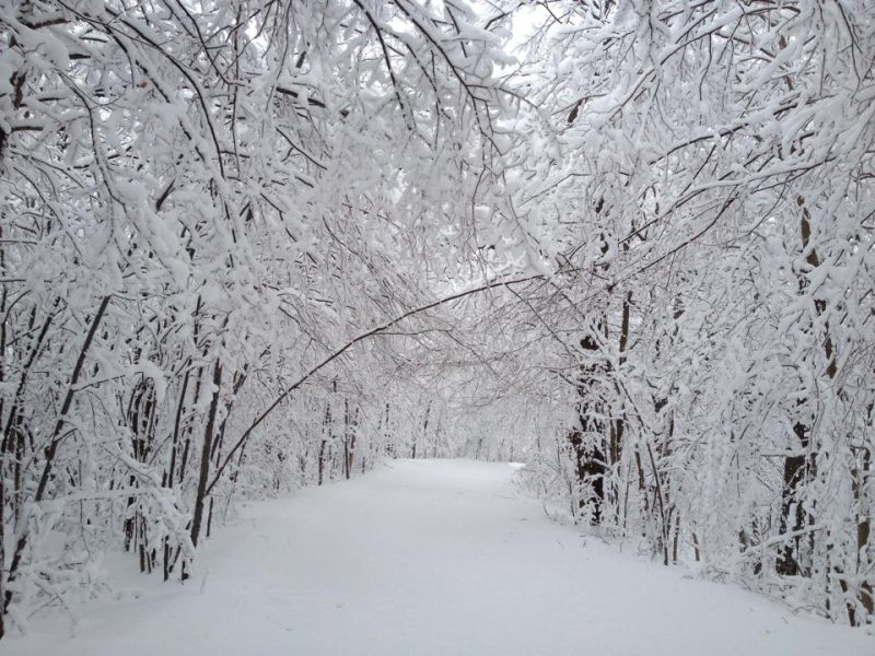 A trail at the Scenic Caves Nordic Centre