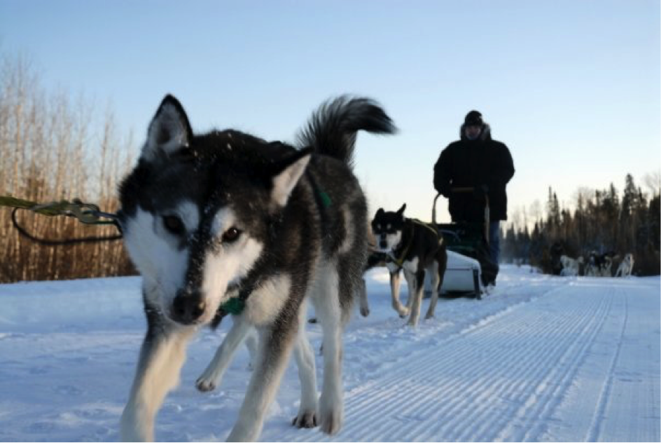 Boreal Journeys dog sledding