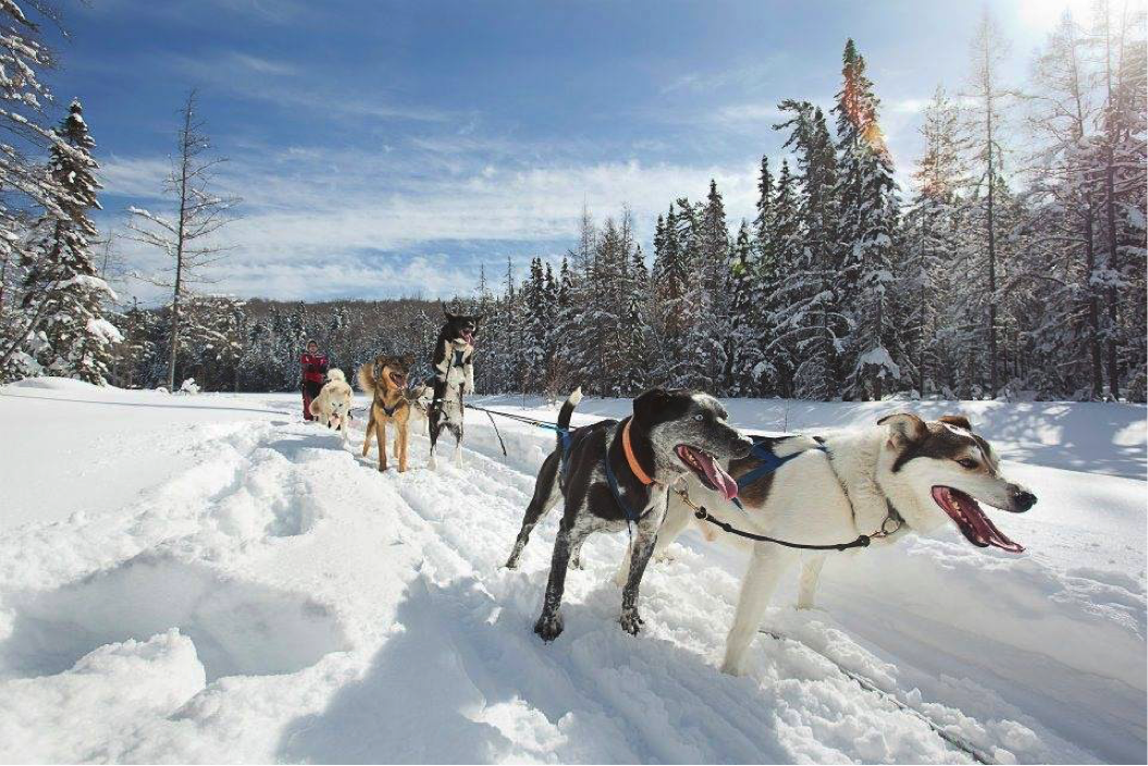 Snow Forest Adventures dog sledding