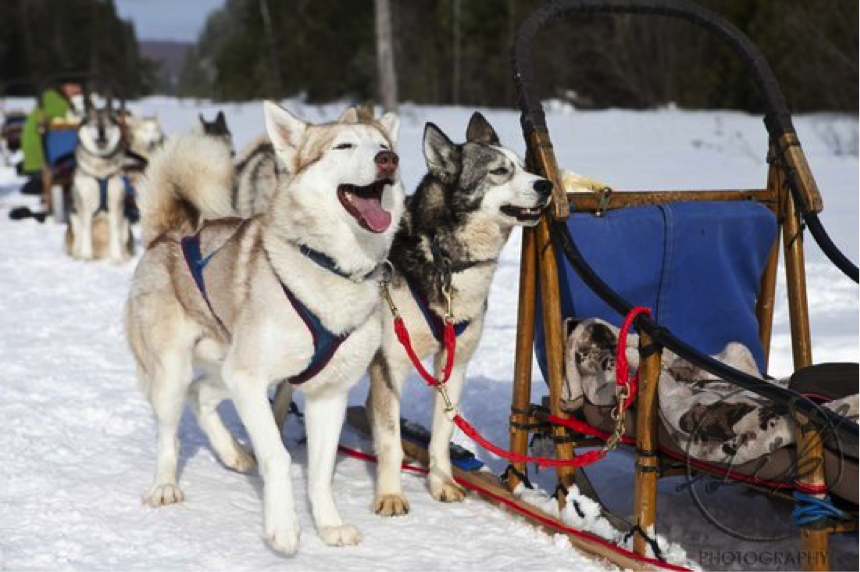 Winterdance Dogsled Tours