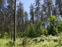 Sauble Trail - Open area of trail